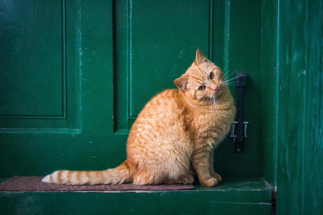 The Playful Nature of the Selkirk Rex